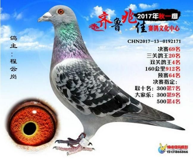 君翼赛鸽公棚秋季赛事，速度与激情的空中盛宴宁夏君翼赛鸽公棚秋棚