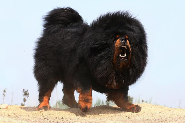 藏獒论坛，守护与交流的温馨家园藏獒论坛板块