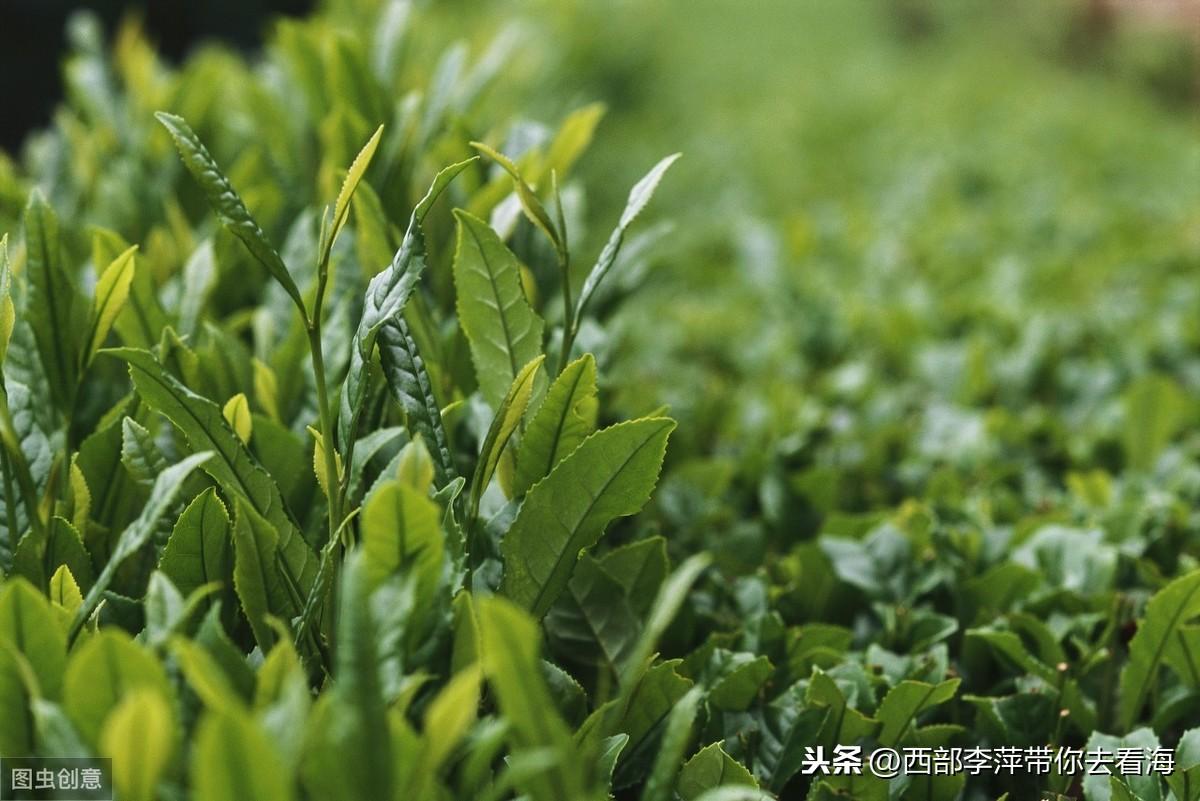 云南快乐生产线,探寻自然与文化的完美融合云南快乐生产线全集完整版免费