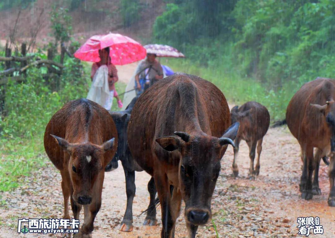 广西快三，牛气冲天，乐在数中广西快三一定牛走势图